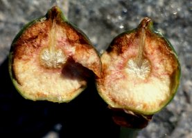 Ficus_cyathistipula_cyathistipula