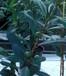 Ficus_cyathistipula_cyathistipula
