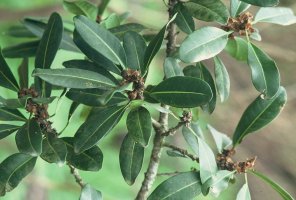 Ficus_cyathistipula_cyathistipula