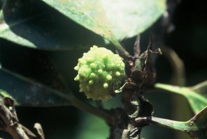 Ficus_cyathistipula_cyathistipula