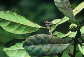 Ficus_cyathistipula_cyathistipula