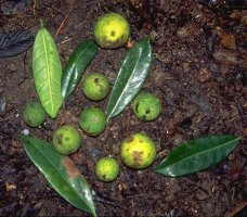 Ficus_cyathistipuloides