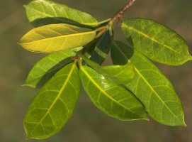Ficus_cyathistipuloides