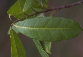 Ficus_cyathistipuloides