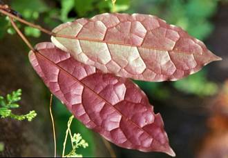 Ficus_dryepondtiana