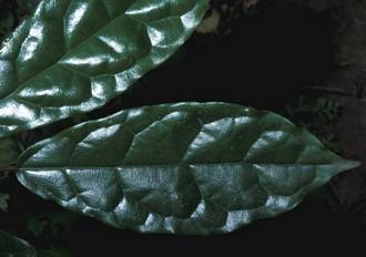 Ficus_dryepondtiana