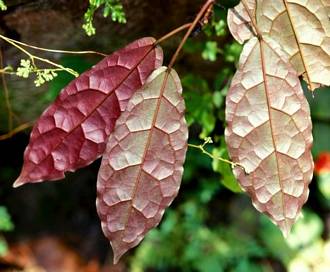 Ficus_dryepondtiana
