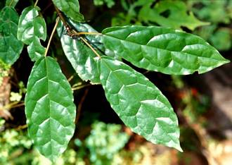 Ficus_dryepondtiana