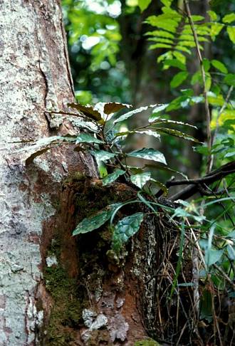 Ficus_dryepondtiana