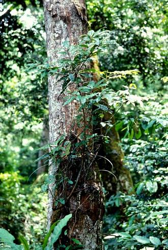 Ficus_dryepondtiana
