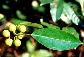 Ficus elasticoides