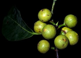 Ficus_elasticoides