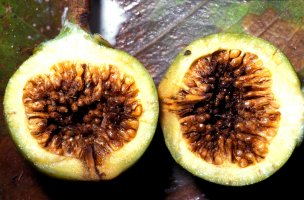 Ficus_elasticoides