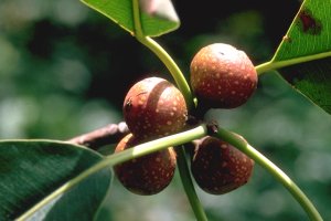 Ficus_elasticoides