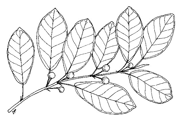 Ficus_faulkneriana