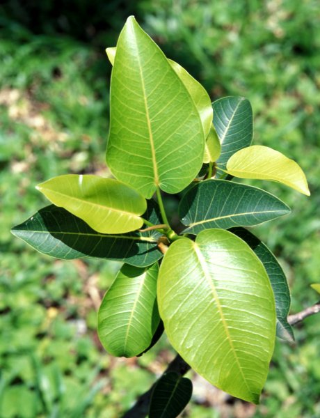 Ficus fischeri