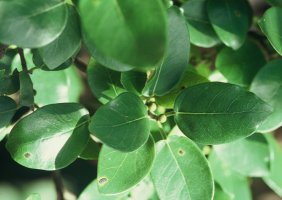 Ficus_glumosa