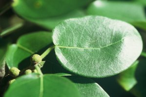 Ficus_glumosa