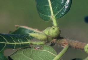 Ficus_glumosa