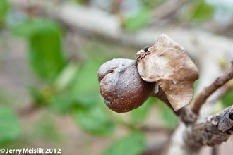Ficus_glumosa_Jerry_Meislik