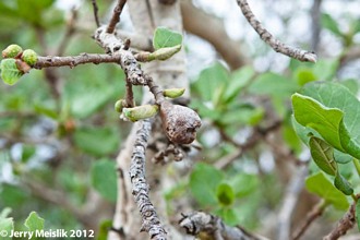 Ficus_glumosa_Jerry_Meislik