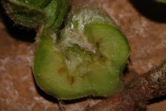 Ficus glumosa Simon van Noort