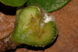 Ficus glumosa Simon van Noort