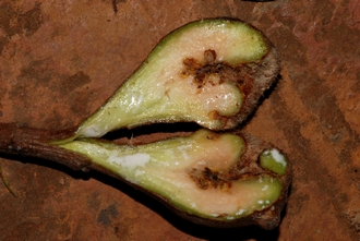 Ficus glumosa Simon van Noort
