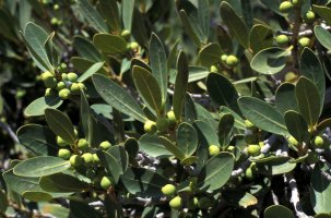 Ficus ilicina