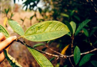 Ficus_kochummeniana_Finn_Kjellberg