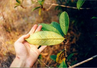 Ficus_kochummeniana_Finn_Kjellberg