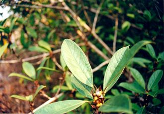 Ficus_kochummeniana_Finn_Kjellberg