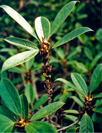 Ficus_kochummeniana_Finn_Kjellberg