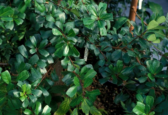 Ficus lingua lingua