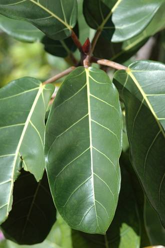 Ficus_lutea