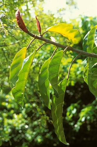 Ficus_lutea