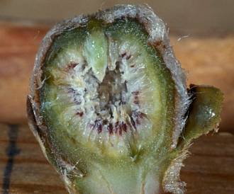 Ficus_lutea_B-phase_fig