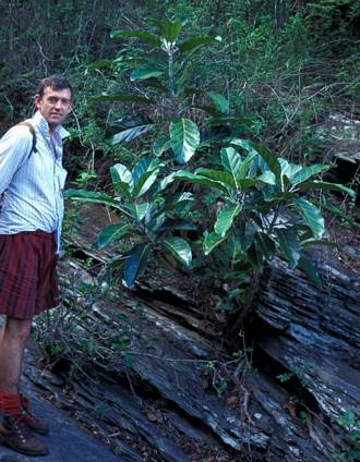 Ficus_lutea_young_sapling