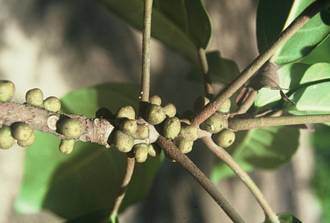 Ficus_lutea