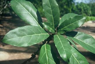 Ficus_lutea