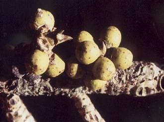 Ficus_lutea