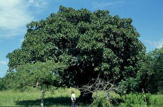 Ficus lutea