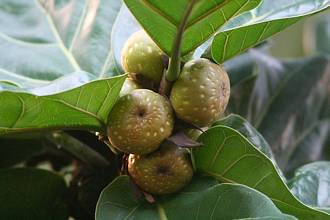 Ficus_lyrata_copyright_Detlev_Franz