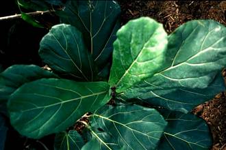 Ficus lyrata