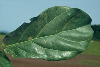 Ficus_lyrata