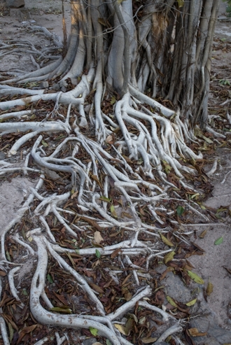 Ficus natalensis Simon van Noort