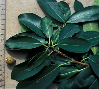 Ficus_natalensis_natalensis