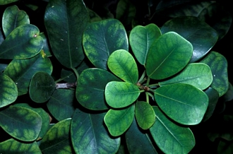 Ficus_natalensis_natalensis