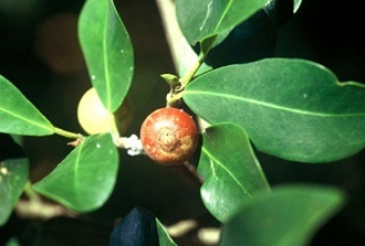 Ficus_natalensis_natalensis