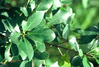 Ficus_natalensis_natalensis